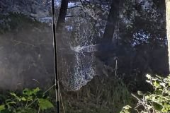 Siatka chiropterologiczna