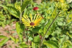 Rudbekia Henry Eilers