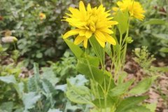 Rudbekia pełna Goldquelle