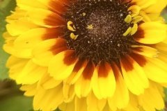 Rudbekia pełna