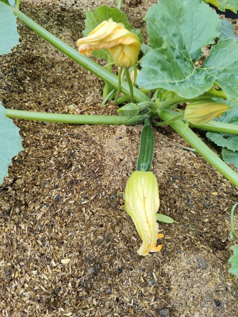 cukinia