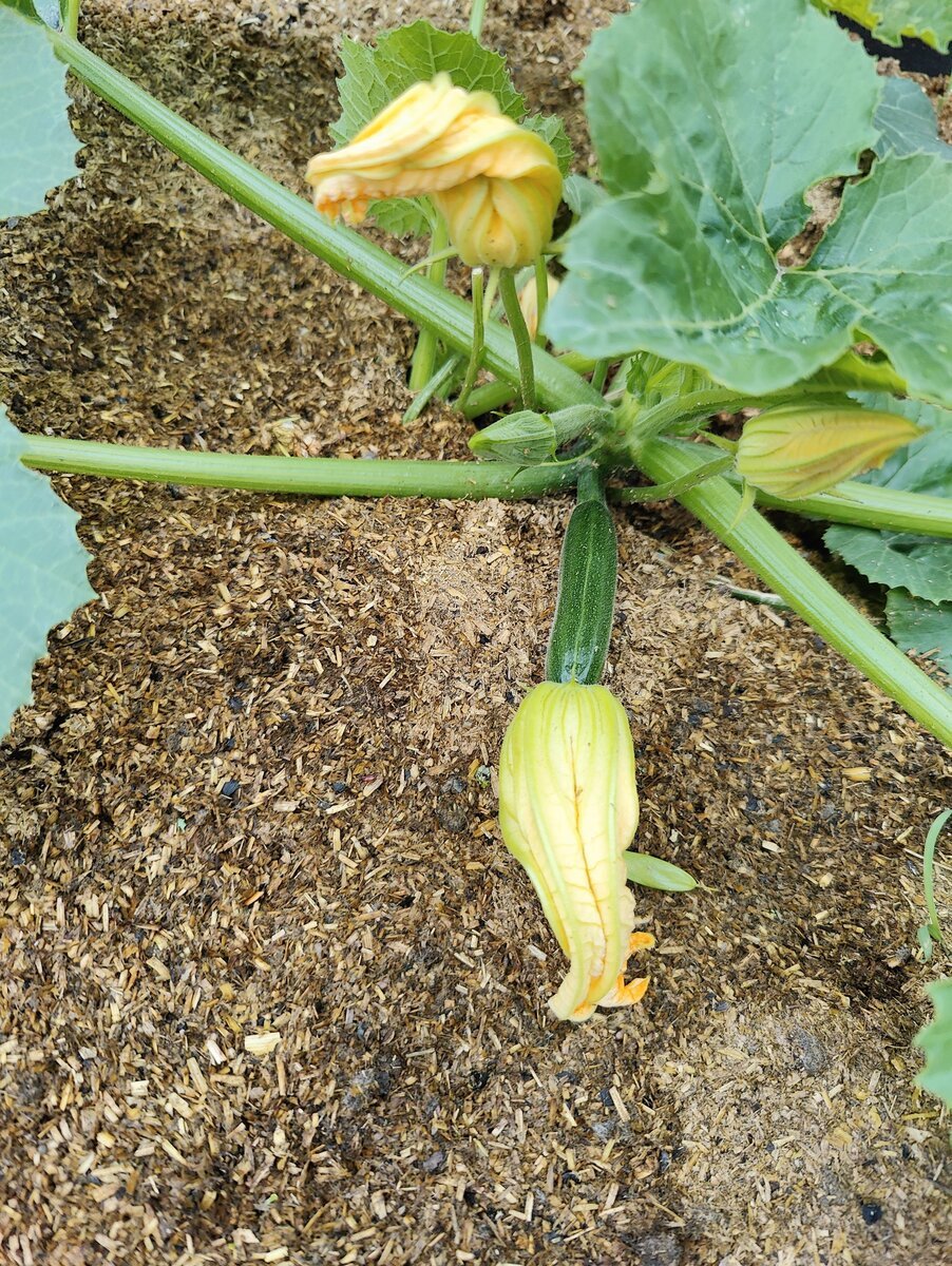cukinia