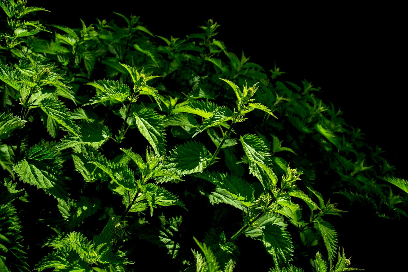 Zioła dla kur. Kurze bukiety