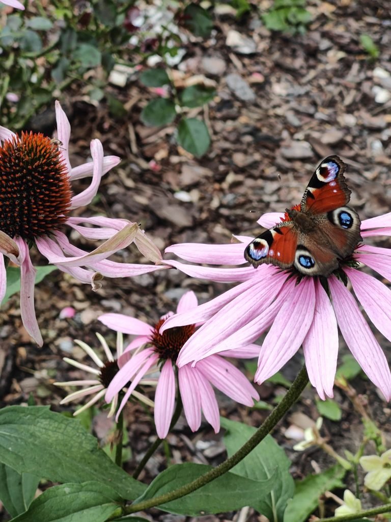 motyle w ogrodzie na jeżówkach
