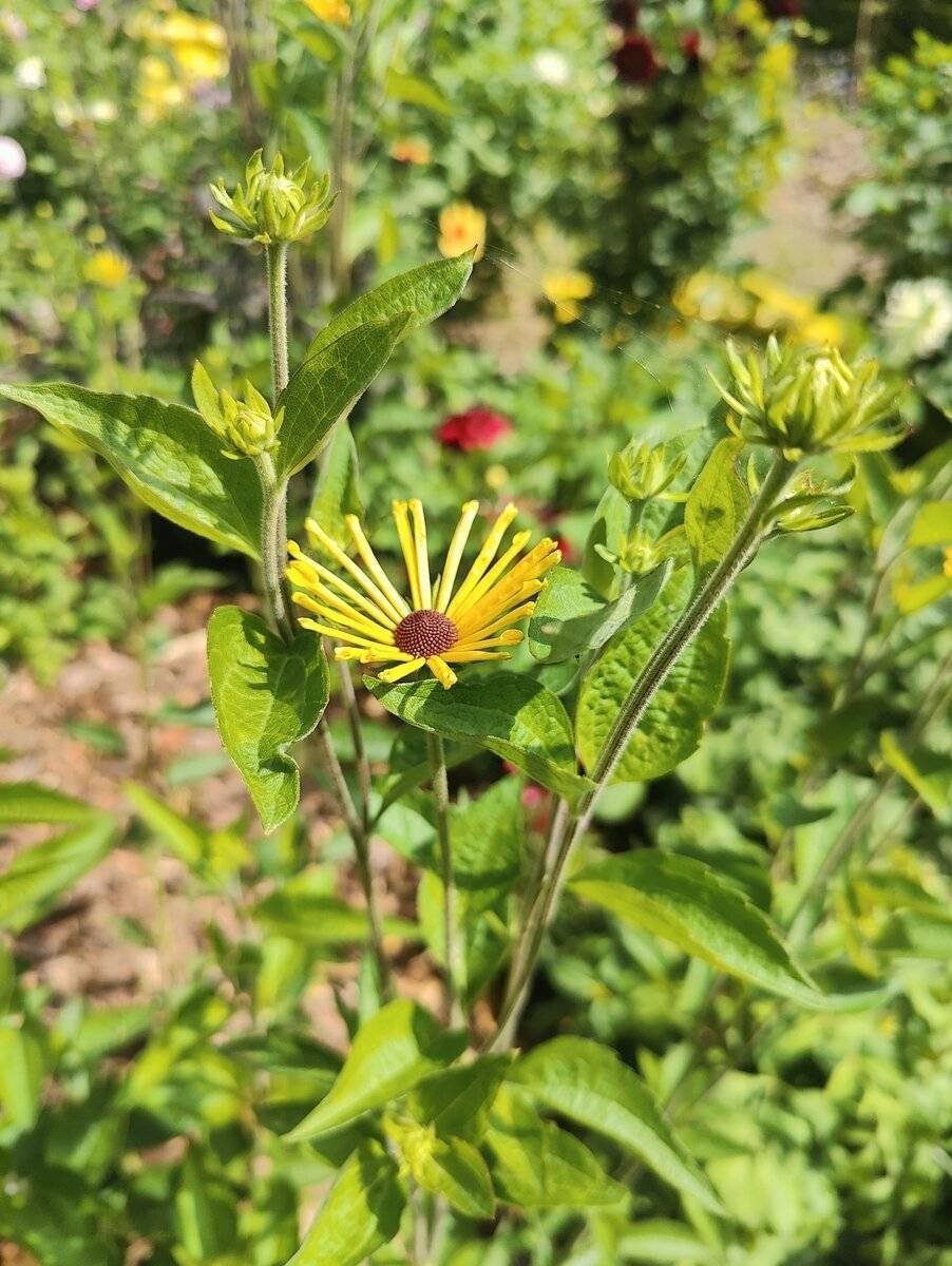 Rudbekia – złote piękno z ciemną stroną