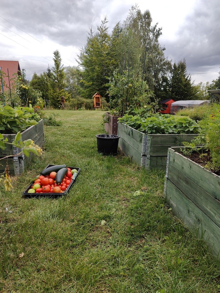 Zebrane pomidory leżą na trawie pomiędzy podwyższonymi grządkami