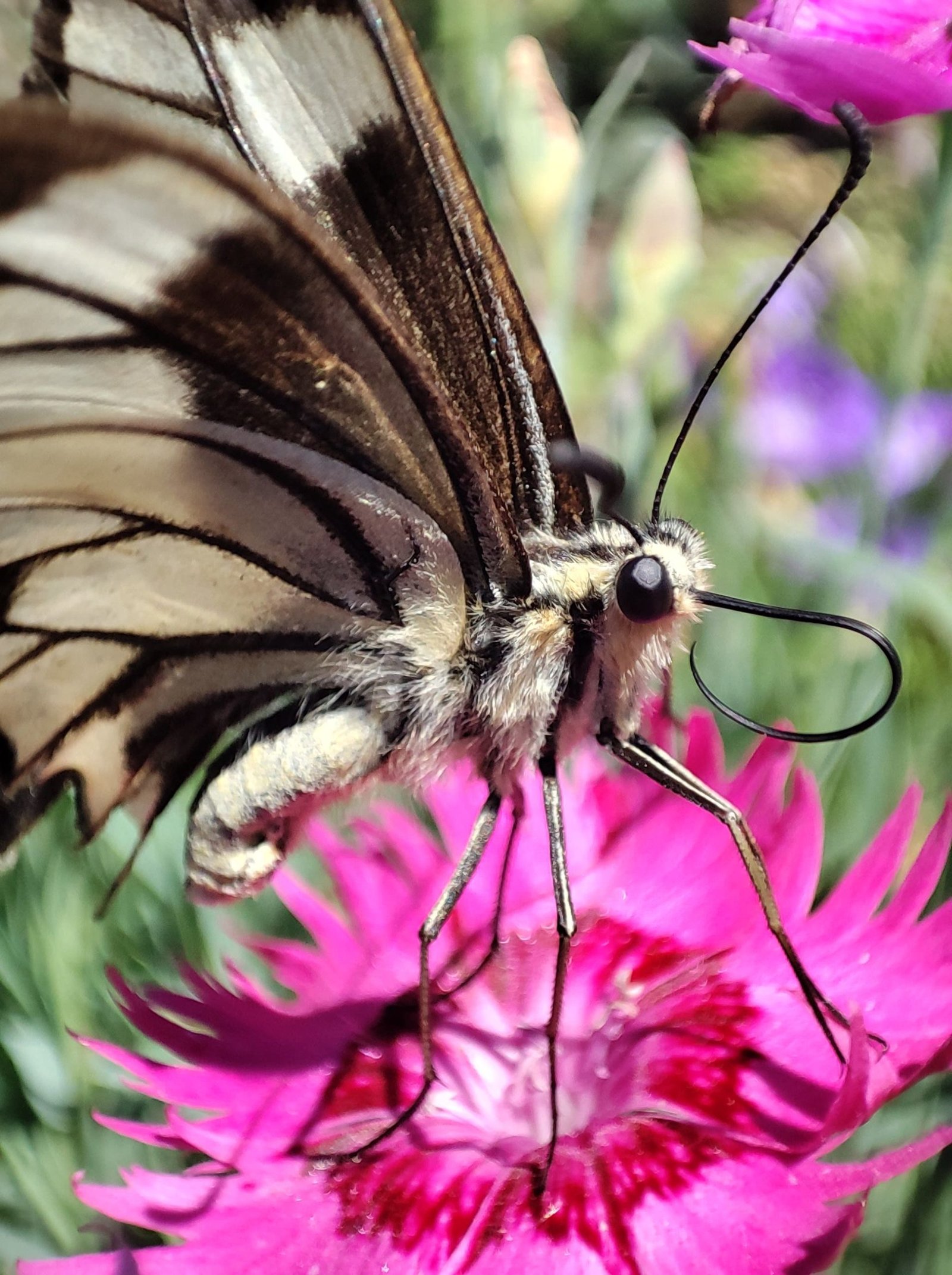 motyl w powiększeniu , siedzi na kwiecie goździka