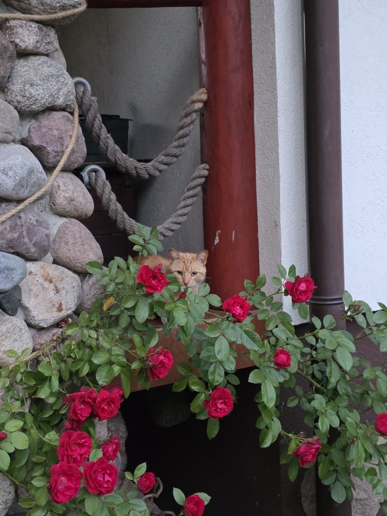 Róża pnąca Flammentanz - czerwone kwiaty