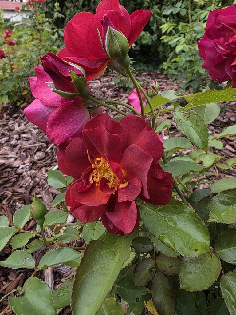 róże rabatowe cinco de mayo