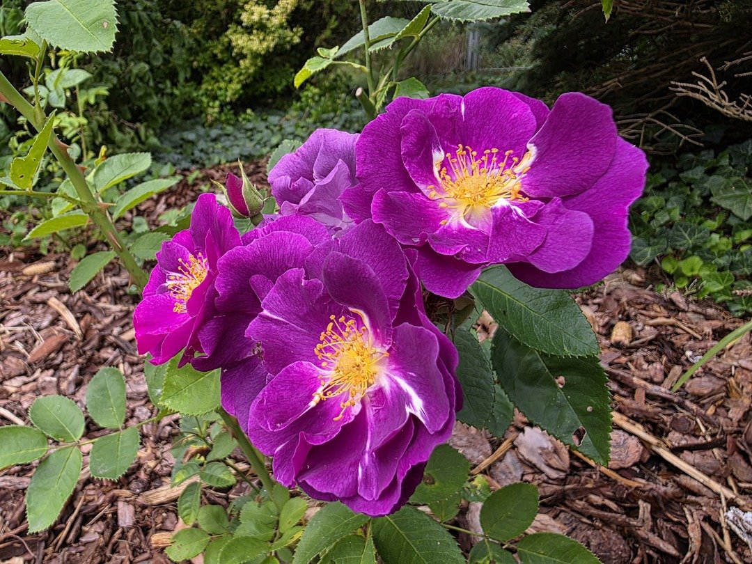 Róże rabatowe, parkowe, pnące – recenzje i charakterystyki odmian