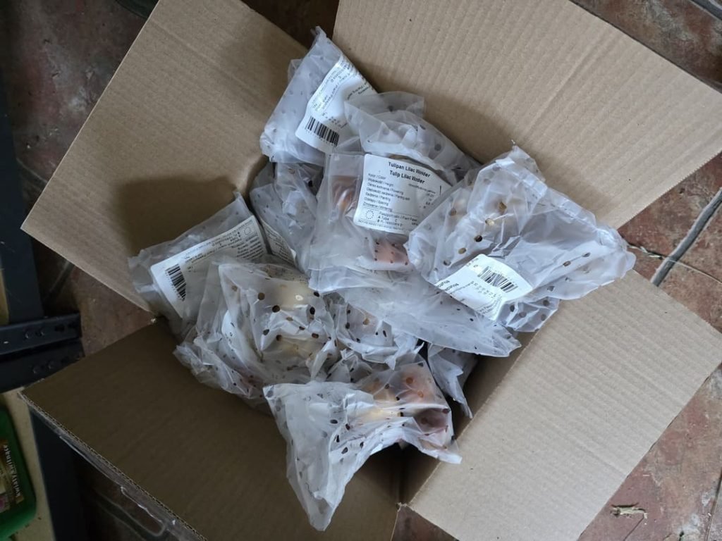 Październikowe prace ogrodowe -  zamów cebule