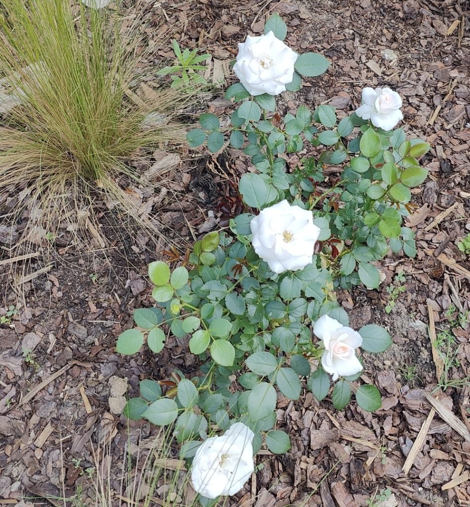 róża rabatowa aspirin rose