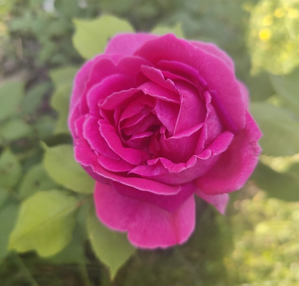 róża burbońska Mme Isaac Pereire