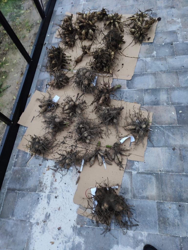 prace w ogrodzie w  październiku - wykopanie karp dalii