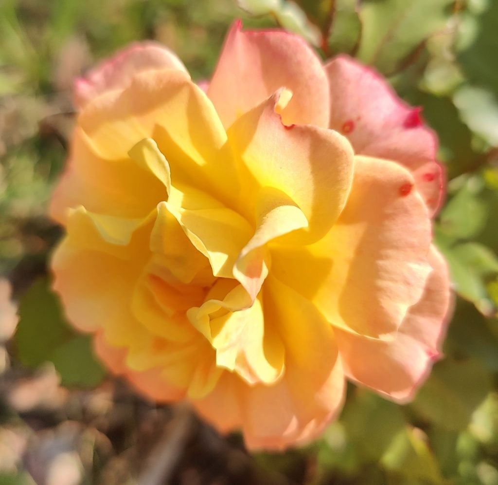 róża parkowa Landlust