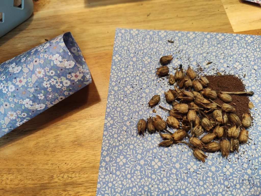 nasiona tytoniu ozdobnego z własnego zbioru