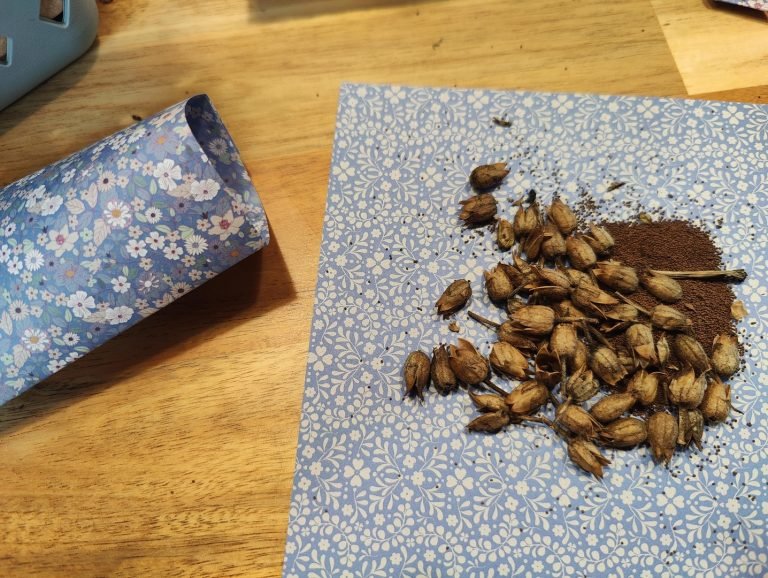 nasiona tytoniu ozdobnego z własnego zbioru