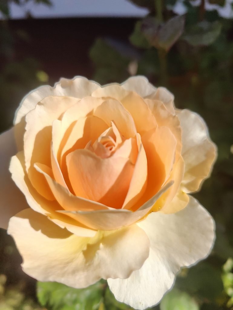 róża Princesse Charlene de Monaco®