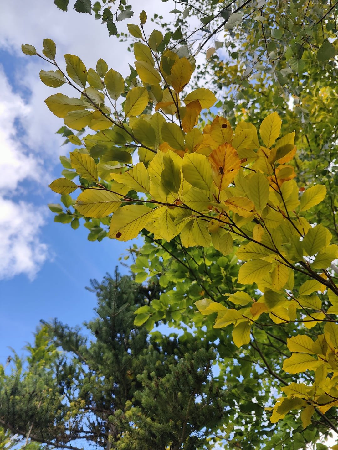 Prace w ogrodzie w październiku – kalendarz ogrodnika, warzywnik, sad i dom