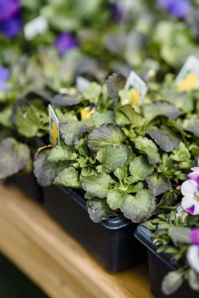 rozsada bratków ogrodowych