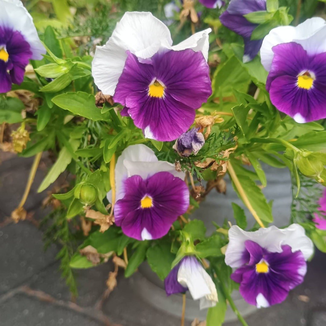 uprawa bratków w donicy