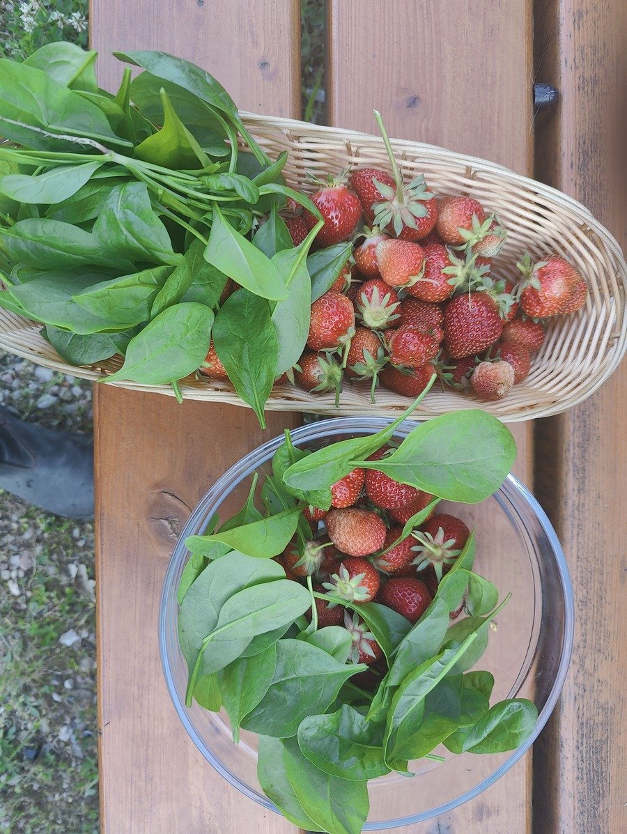 Szpinak – marynarski lek, zielony superfood