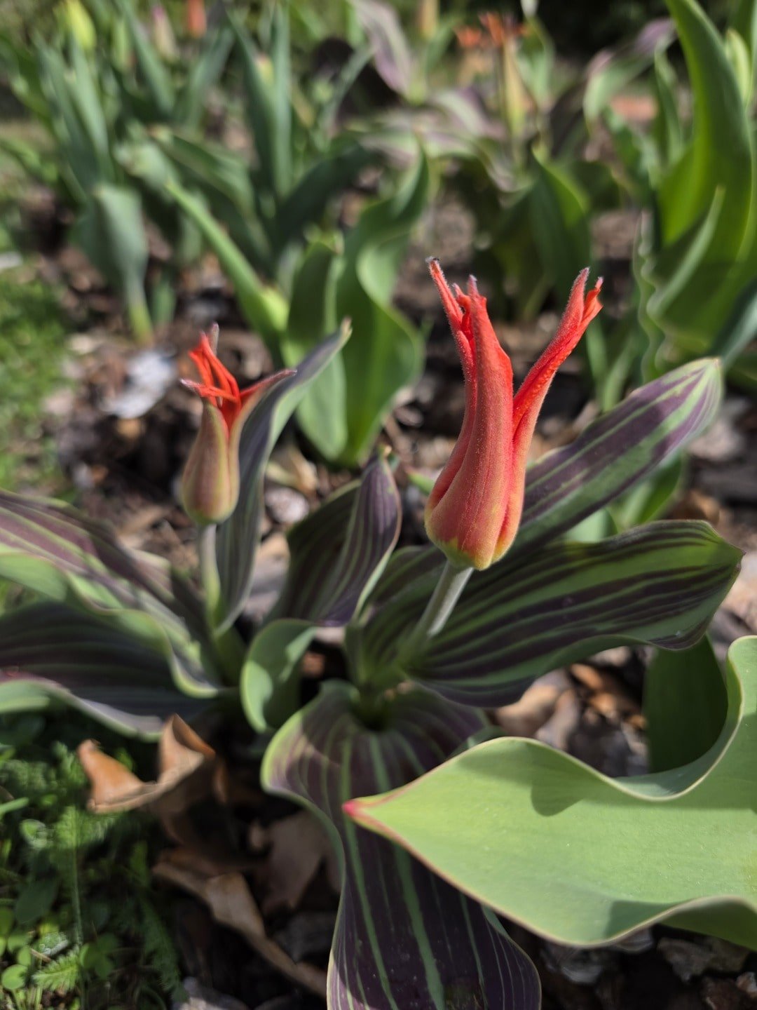 uprawa tulipanów w ogrodzie