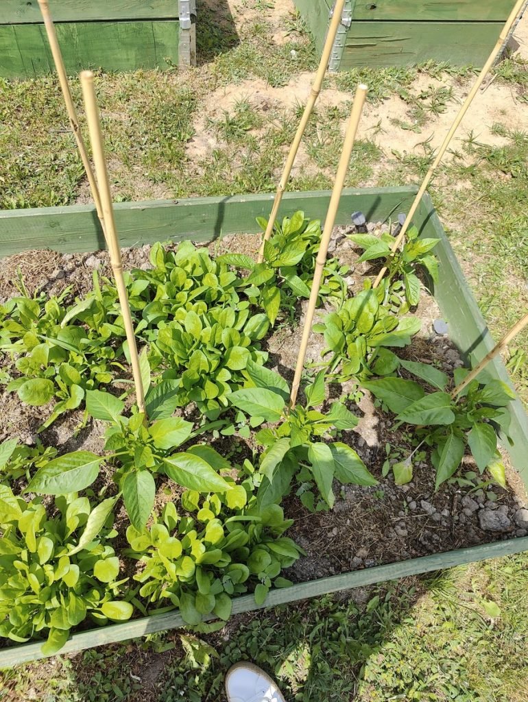 szpinak w uprawie współrzędnej